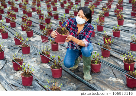 woman in face mask holding pot with seedling sprouts 106953116