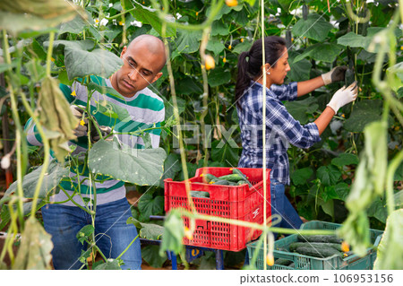 Male and female horticulturists harvesting cucumbers in greenhouse 106953156