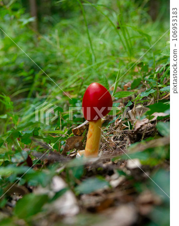 蘑菇世界 繖形科 玉子菇 106953183