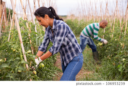 Woman gardener working on farm, checking tomato Woman gardener working on farm, checking tomato 106953239