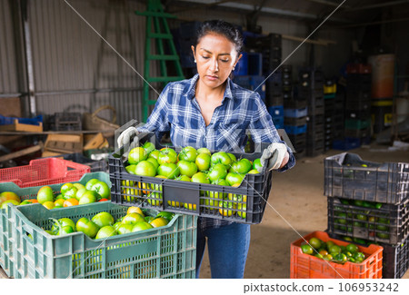 Woman gardener sorting green tomatoes in warehouse 106953242