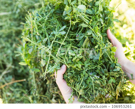 Hands of farmer holding green grass for livestock feeding 106953261