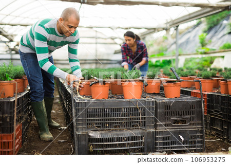 Latin American farmers in the greenhouse are engaged in inspecting and pruning small ornamental shrubs in pots. Latin American farmers in the greenhouse are engaged in inspecting and pruning small ornamental shrubs in pots. 106953275
