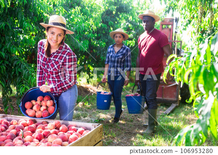 Female farmer preparing ripe peaches for transportation on fruit farm 106953280