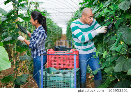 Experienced male and female farm workers picking crop of organic cucumbers in glasshouse Experienced male and female farm workers picking crop of organic cucumbers in glasshouse 106953391