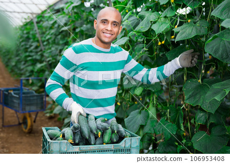 Latino farmer picks ripe cucumbers in greenhouse Latino farmer picks ripe cucumbers in greenhouse 106953408