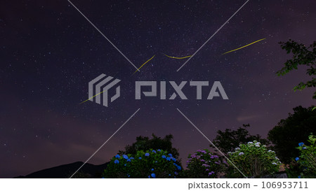 Cygnus constellation with fireflies dancing on hydrangeas 106953711