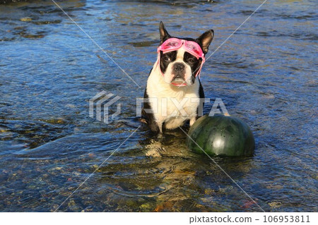 Mighty, a Boston terrier, wears goggles and watches over a cooled watermelon in the clear stream of the Miyako River ♡ Mighty, a Boston terrier, wears goggles and watches over a cooled watermelon in the clear stream of the Miyako River ♡ 106953811