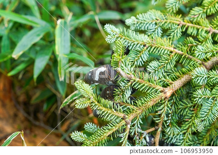 Black fir fruit 106953950