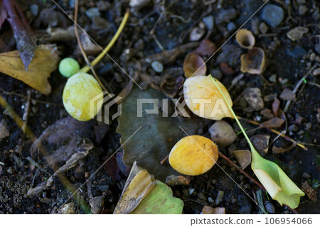 Ginkgo that fell to the ground 106954066