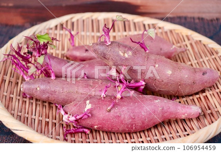 Sweet potatoes with buds Sweet potatoes with buds 106954459