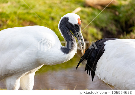 丹頂鶴啄食食物 106954658