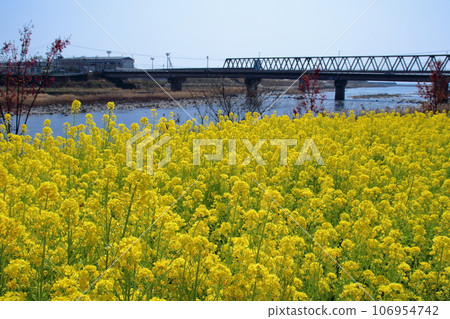 Rapeseed flowers blooming in Nijusanshi Park (Tano Town, Kochi Prefecture) Rapeseed flowers blooming in Nijusanshi Park (Tano Town, Kochi Prefecture) 106954742