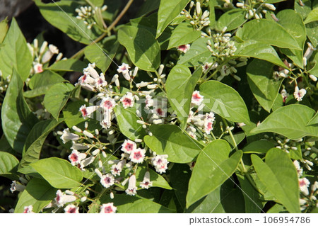 雞屎藤 雞屎藤 106954786