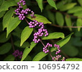 Murasakikibu 106954792