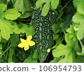 Bitter gourd 106954793