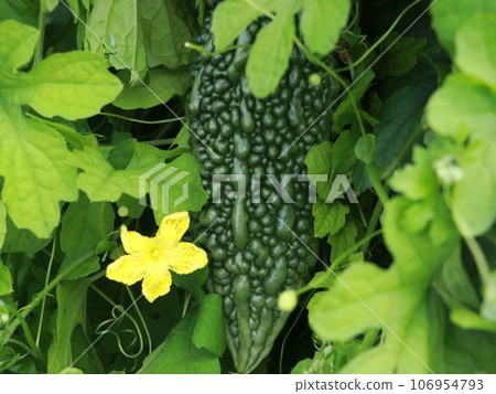 Bitter gourd Bitter gourd 106954793