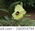 Okra 106954794
