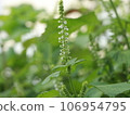 perilla, green perilla 106954795