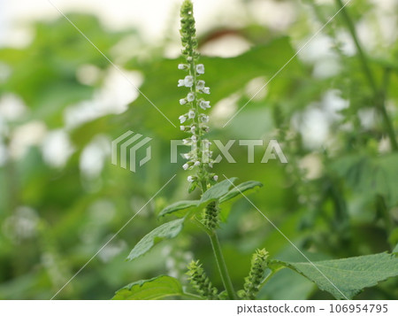perilla, green perilla 106954795