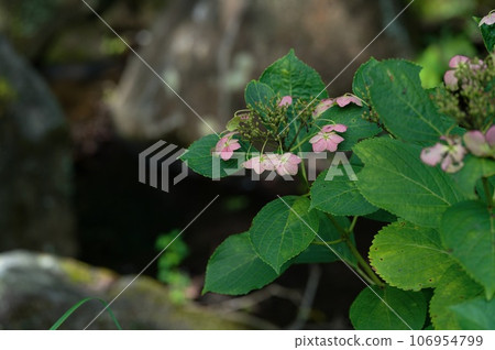 Gaku hydrangea Gaku hydrangea 106954799