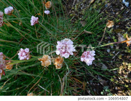 冰島 夏季 阿庫雷裡植物園 神崎 冰島 夏季 阿庫雷裡植物園 神崎 106954807
