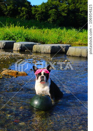 Mighty, a Boston terrier, wears goggles and watches over a cooled watermelon in the clear stream of the Miyako River ♡ 106954825