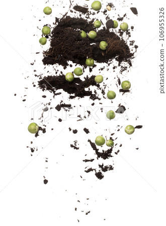 Green Berry Eggplant mix with soil fertilizer fly fall, Green Berry Eggplant for planting float in air. Nightshade Berry Eggplant throw in mid air. White background Isolated series two of images 106955326