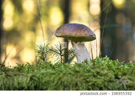 Wild King bolete or cep mushroom growing in the woods 106955392