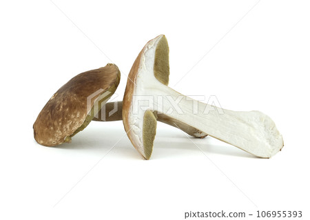 Bolete mushroom isolated on white background 106955393