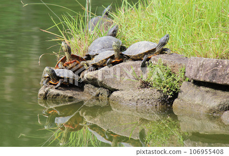 Red-eared slider turtles that often live near sunny waters 106955408