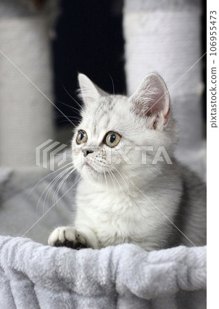 3 month old Minuet kitten 106955473