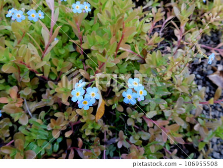 冰島夏季阿克雷裡植物園勿忘我 106955508