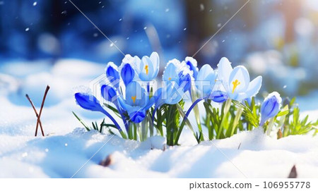 Winter flower, blue crocus peeking out of the snow, AI-generated image 106955778