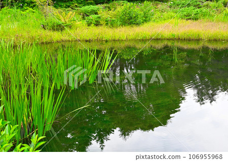 箱根濕地花園景觀 箱根濕地花園景觀 106955968