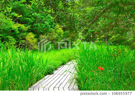 箱根濕地花園景觀 箱根濕地花園景觀 106955977
