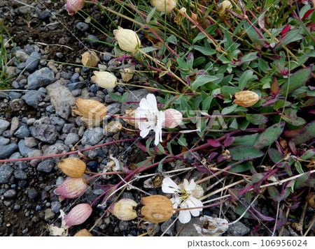 冰島,米湖附近,Sirene Uniflora 冰島,米湖附近,Sirene Uniflora 106956024