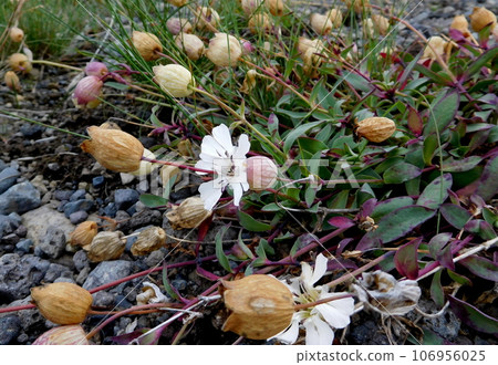 冰島,米湖附近,Sirene Uniflora 冰島,米湖附近,Sirene Uniflora 106956025