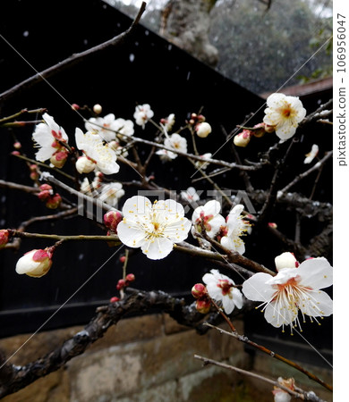 鎌倉圓覺寺梅花雪 106956047