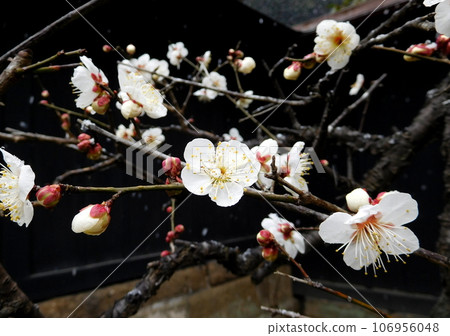鎌倉圓覺寺梅花雪 106956048