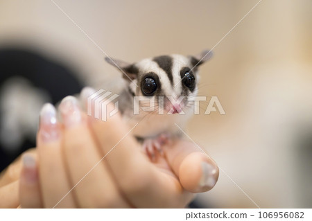 Momonga on the palm of your hand Momonga on the palm of your hand 106956082