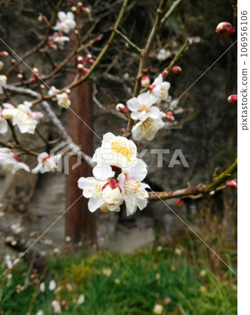 Kamakura Meigetsuin Plum 106956106