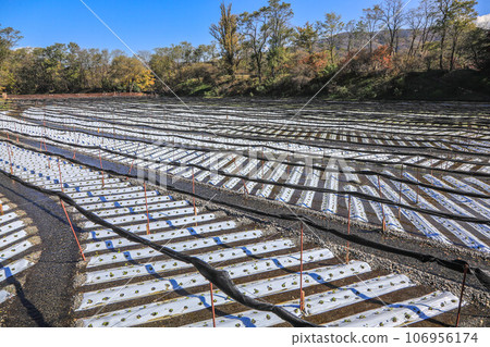 Wasabi field 106956174