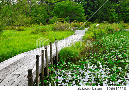 View of Hakone Wetland Flower Garden View of Hakone Wetland Flower Garden 106956218