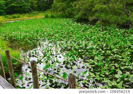 箱根濕地花園景觀 106956219
