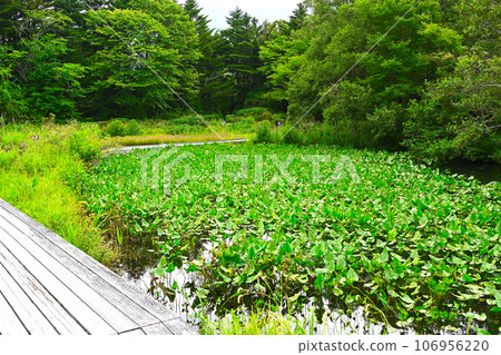 箱根濕地花園景觀 106956220