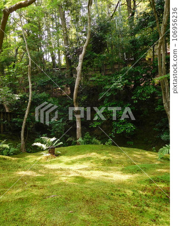 京都只王寺青苔花園 京都只王寺青苔花園 106956236