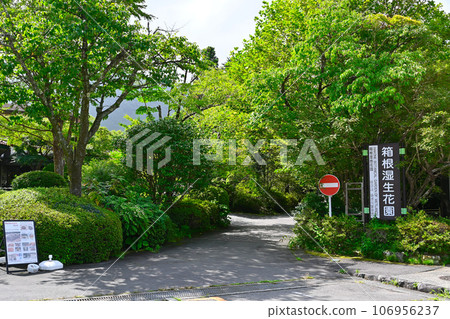 Hakone Wetland Flower Garden Photos 106956237
