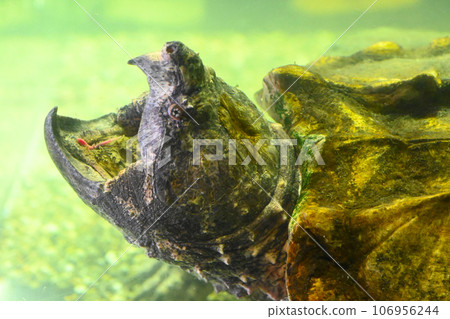 photo of snapping turtle 106956244