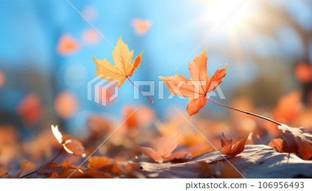 autumn leaves falling against the sky autumn leaves falling against the sky 106956493